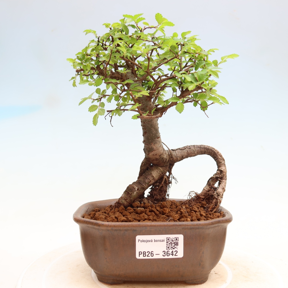 Szobai bonsai - Ulmus parvifolia - Kislevelű szilfa