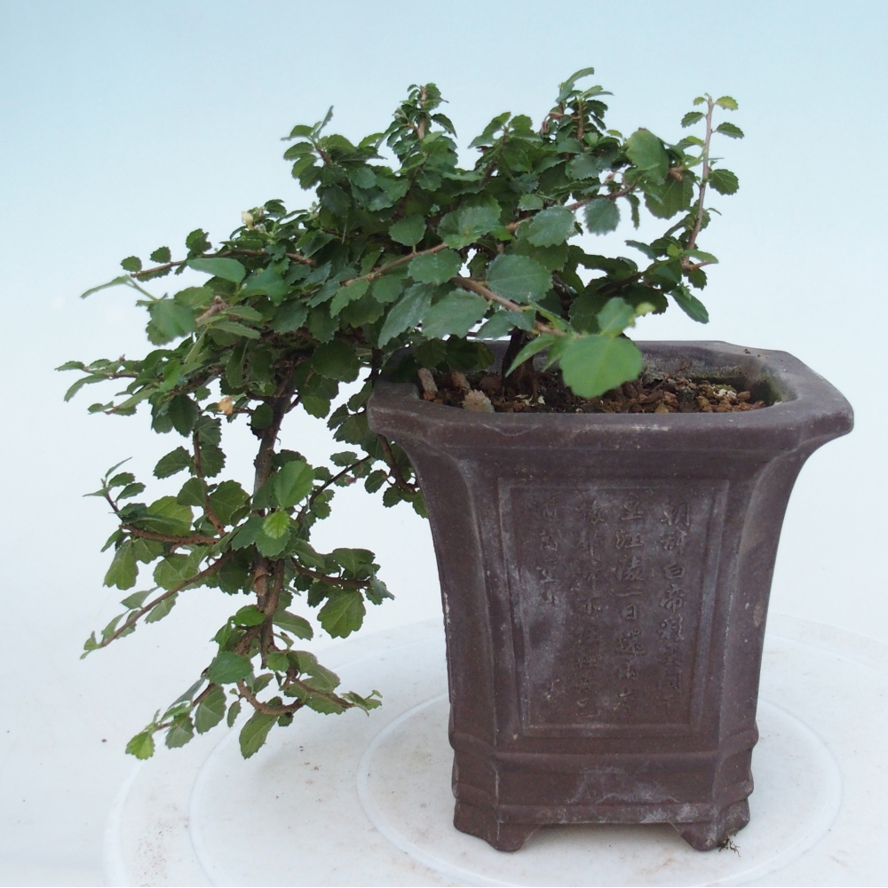 Szobai bonsai - Grewia sp. - Grewia malafolia