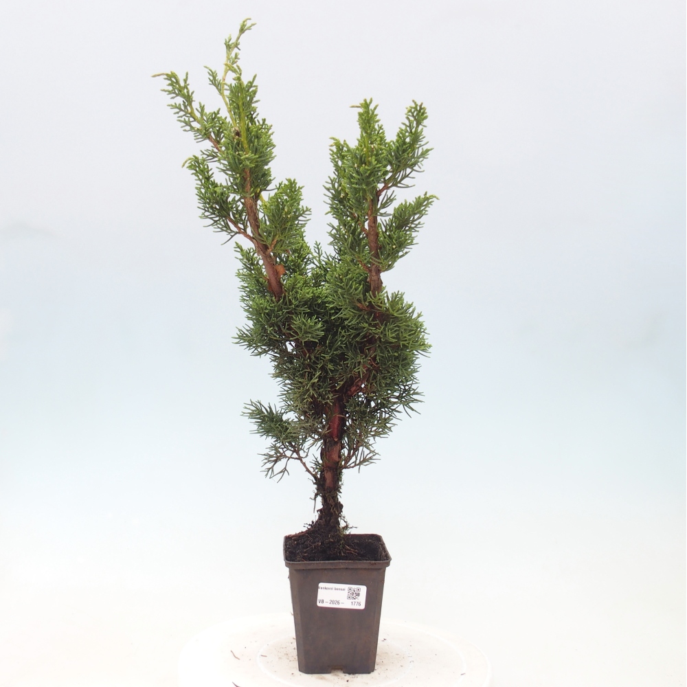 Kültéri bonsai - Juniperus chinensis Kishu
