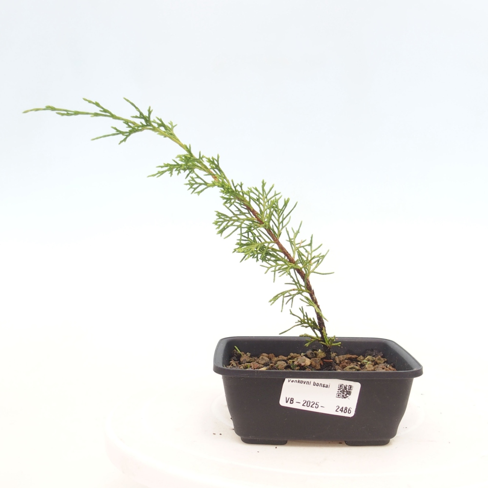 Kültéri bonsai - Juniperus chinensis Itoigawa