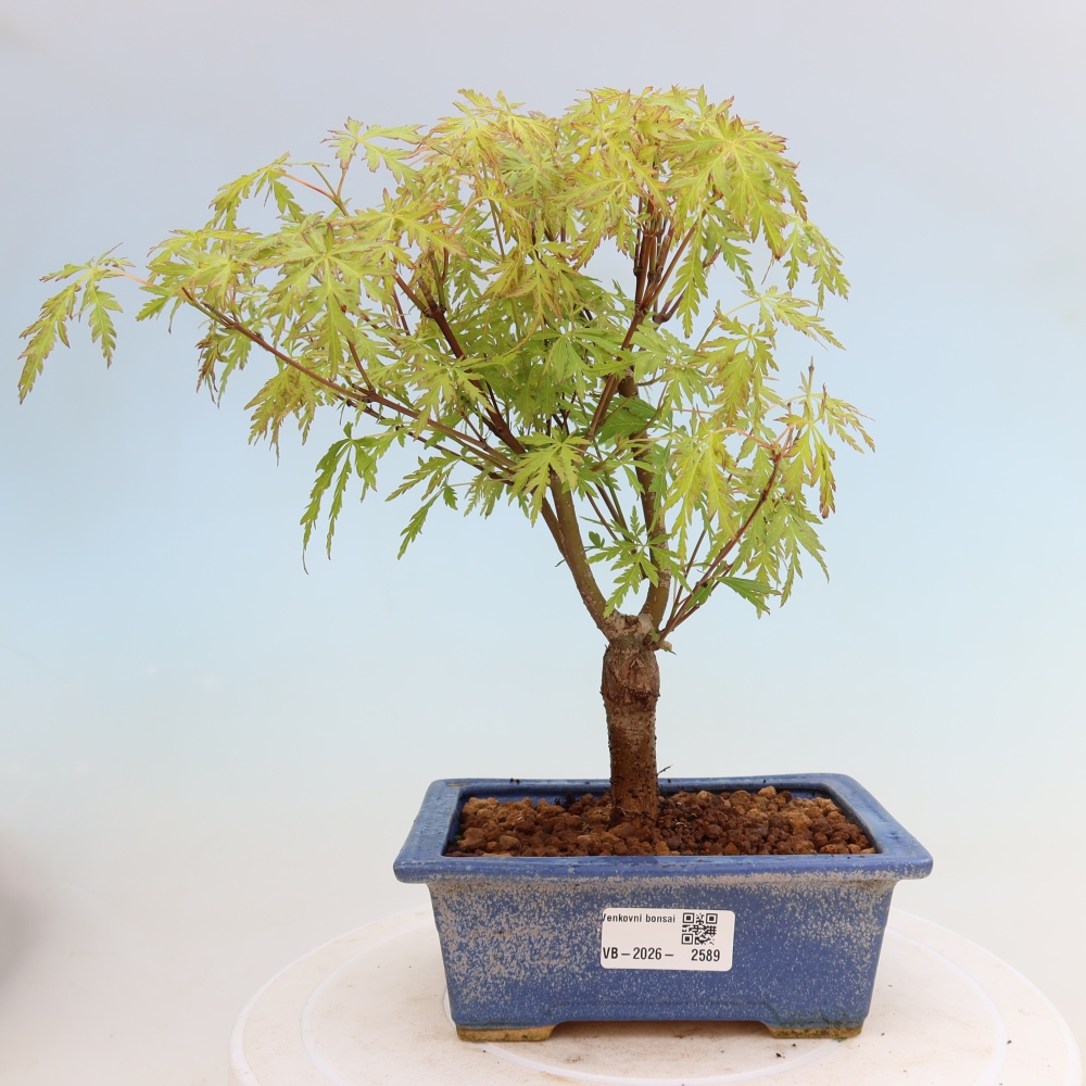 Kültéri bonsai - Acer palmatum Dissectum