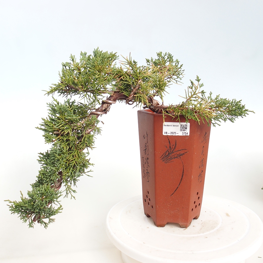 Kültéri bonsai - Juniperus chinensis Kishu