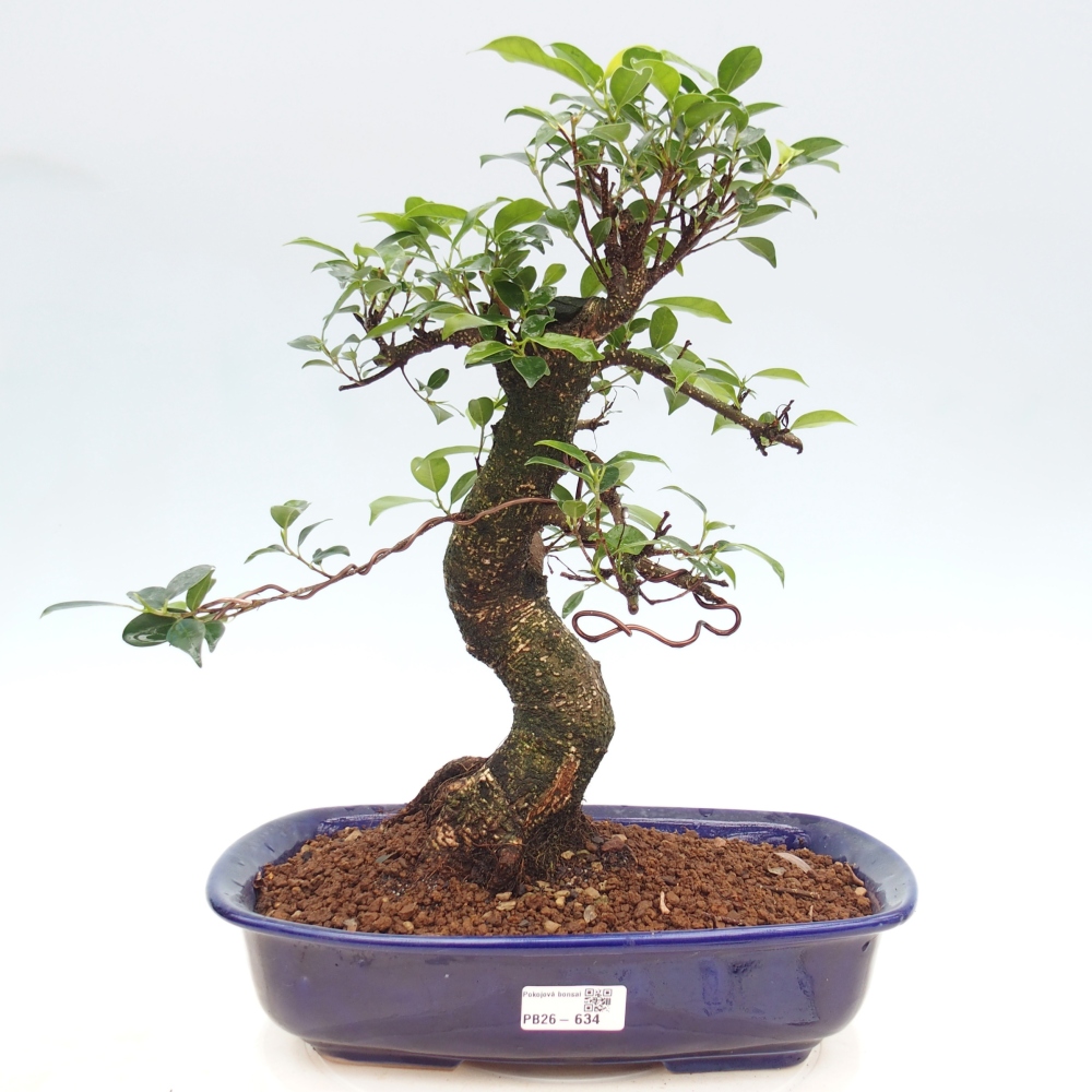 Szobai bonsai - Ficus kimmen - kislevelű fikusz
