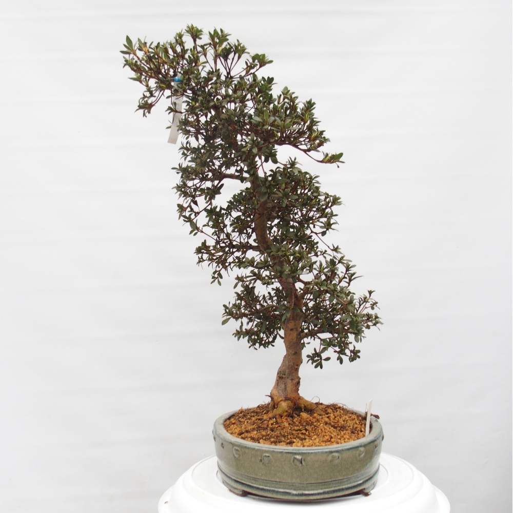 Kültéri bonsai - Japán azálea - Azalea Akari