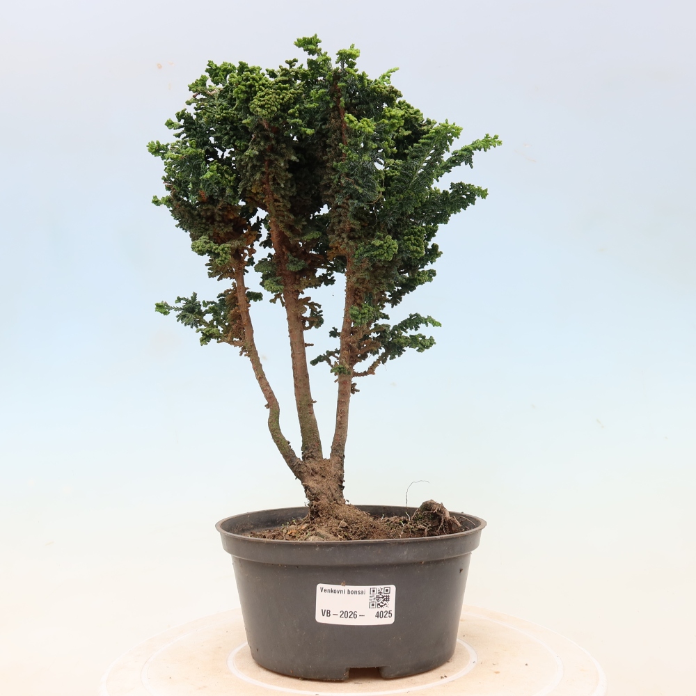 Kültéri bonsai - Cham. obtusa SEKKA HINOKI - Cifra ciprus