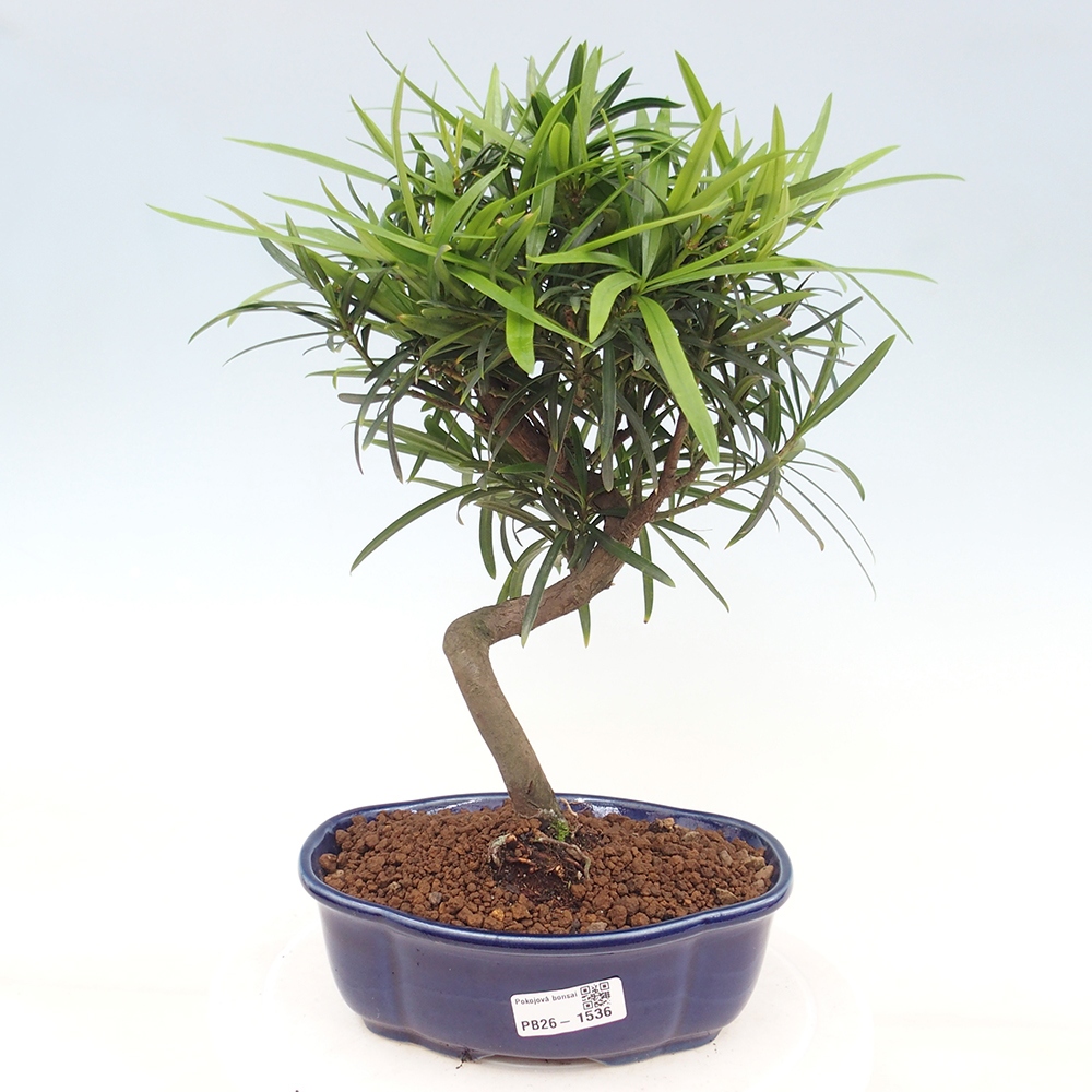 Szobai bonsai - Podocarpus - Kőtiszafa