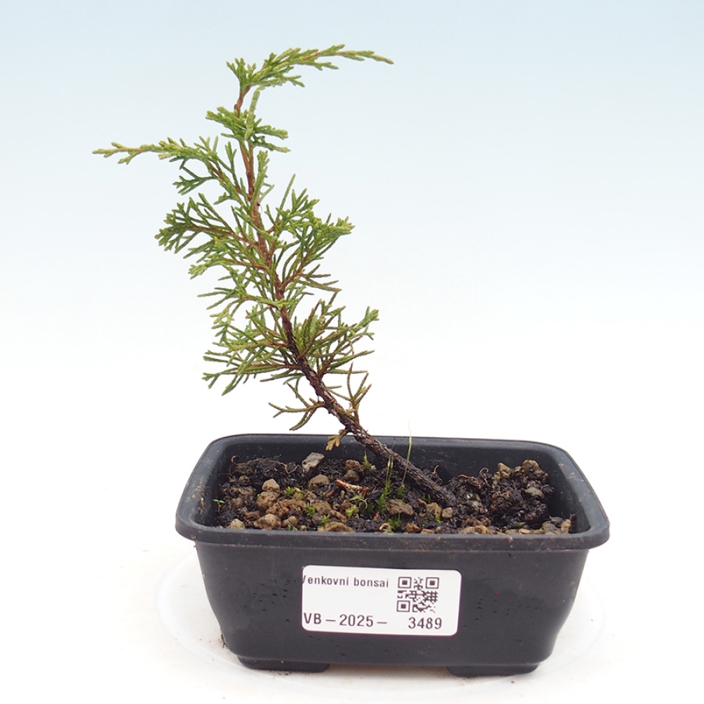 Kültéri bonsai - Juniperus chinensis Itoigawa