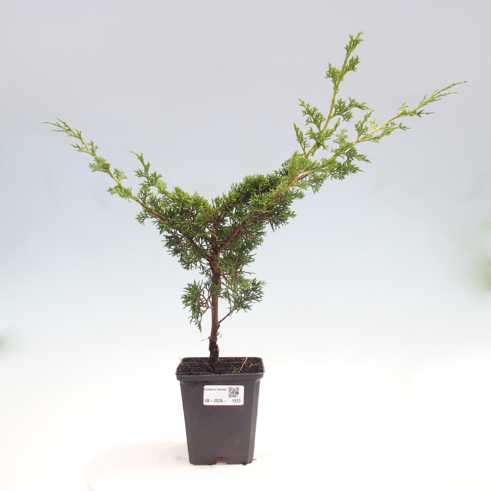 Kültéri bonsai - Juniperus chinensis Itoigawa