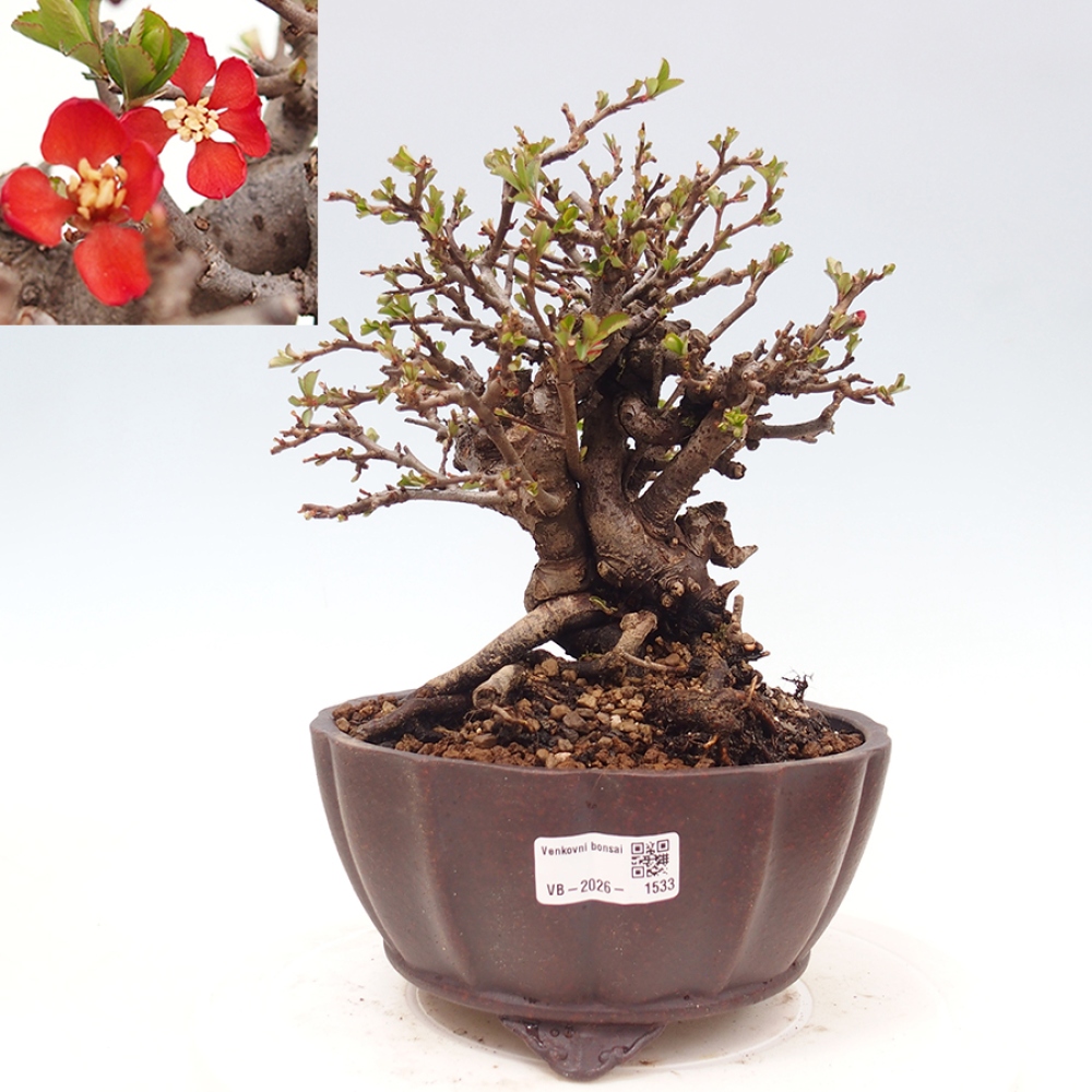 Kültéri bonsai - Chaneomeles speciosa - birs
