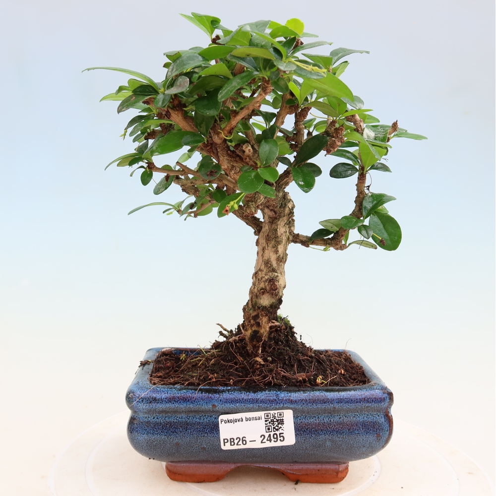 Szobai bonsai - Carmona macrophylla - Tea fuki