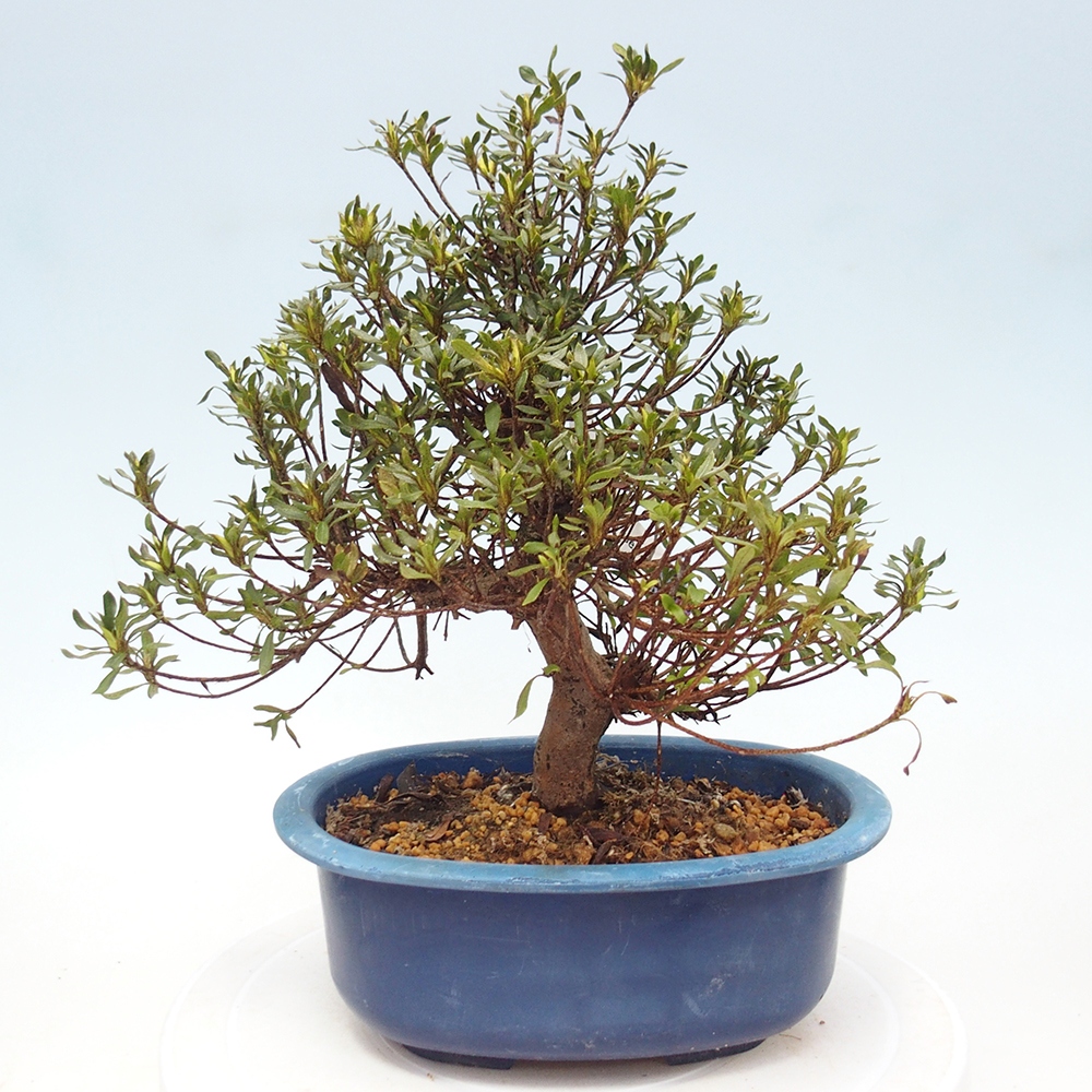 Kültéri bonsai - Japán azálea - Azalea Ryusen