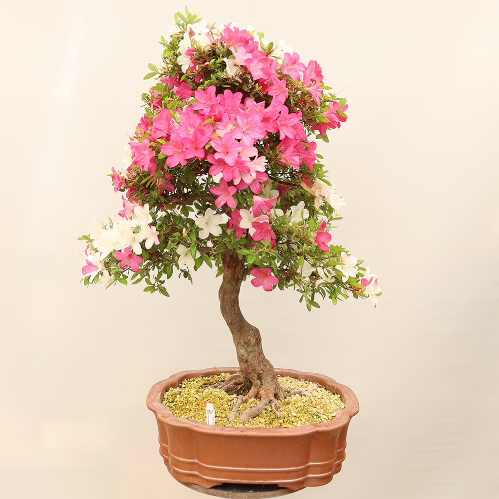 Kültéri bonsai - Japán azálea - Azálea Sayaka