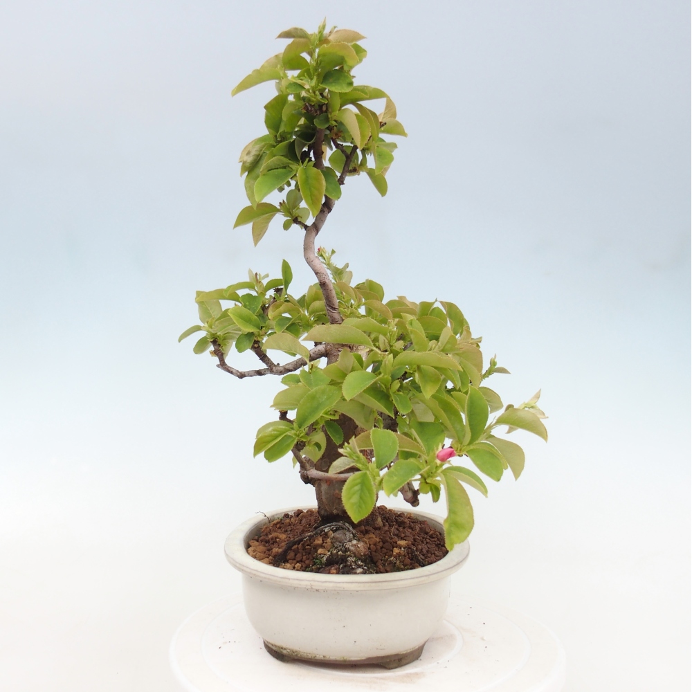 Kültéri bonsai - Pseudocydonia sinensis - kínai birs