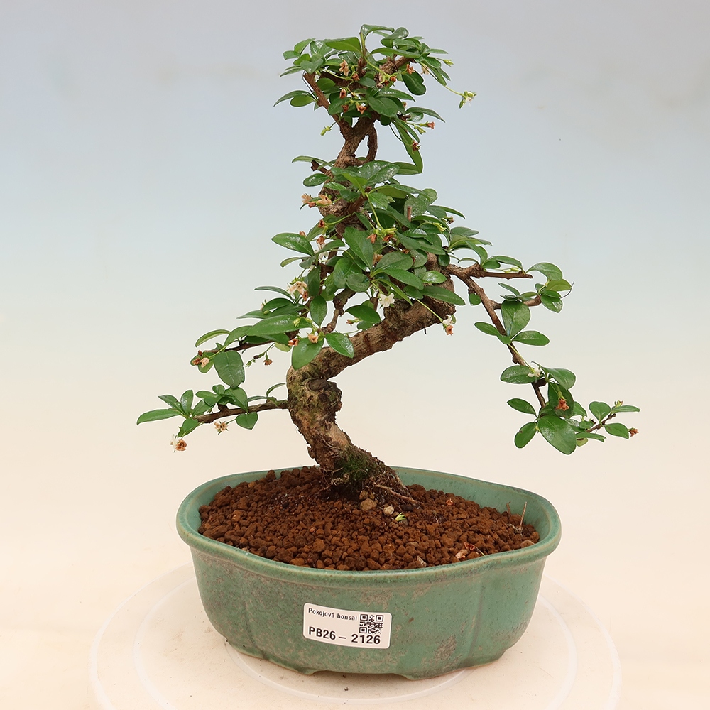 Szobai bonsai - Carmona macrophylla - Tea fuki