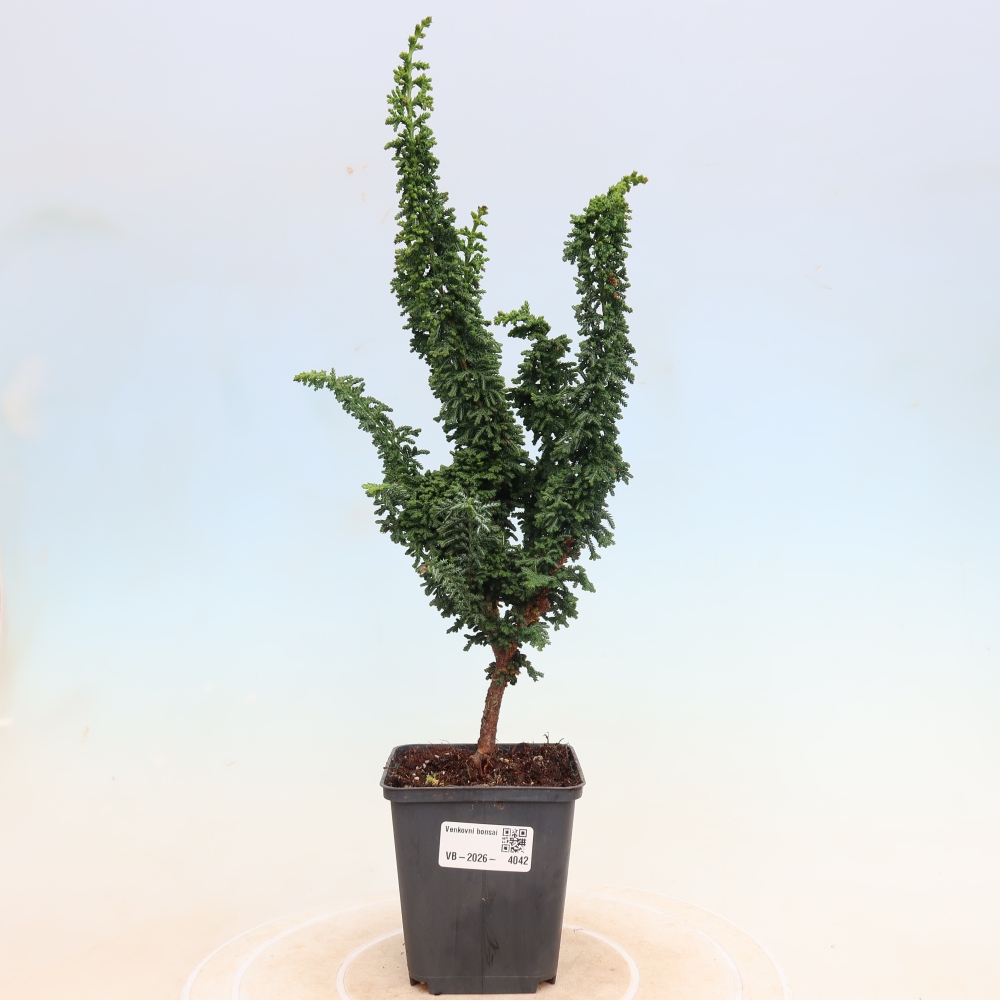 Kültéri bonsai - Cham. obtusa SEKKA HINOKI - Cifra ciprus
