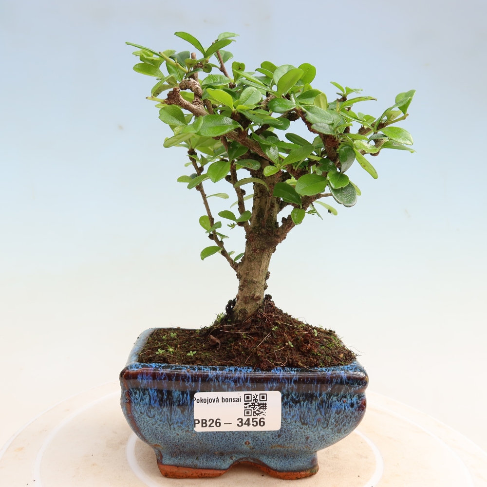 Szobai bonsai - Carmona macrophylla - Tea fuki