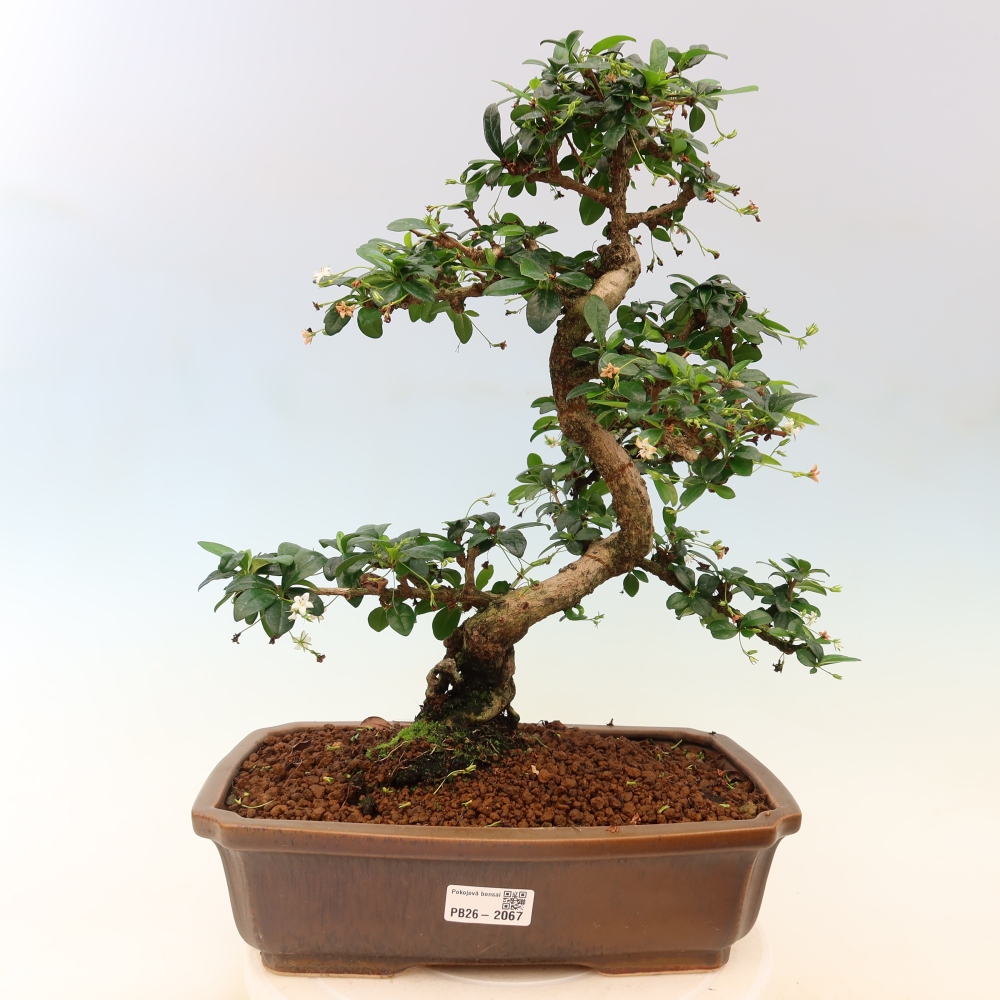 Szobai bonsai - Carmona macrophylla - Tea fuki