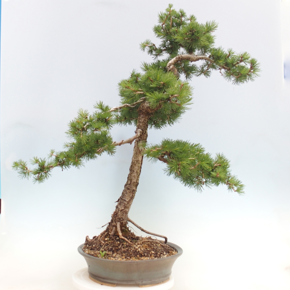 Kültéri bonsai - Larix decidua - vörösfenyő