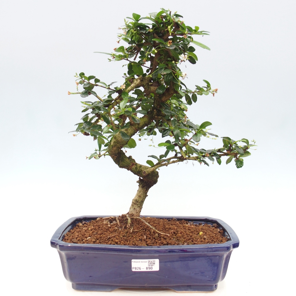 Szobai bonsai - Carmona macrophylla - Tea fuki