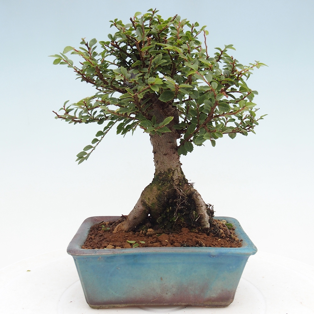 Kültéri bonsai - Ulmus parvifolia Hokkaido - Kínai szil - Ulmus parvifolia Hokkaido