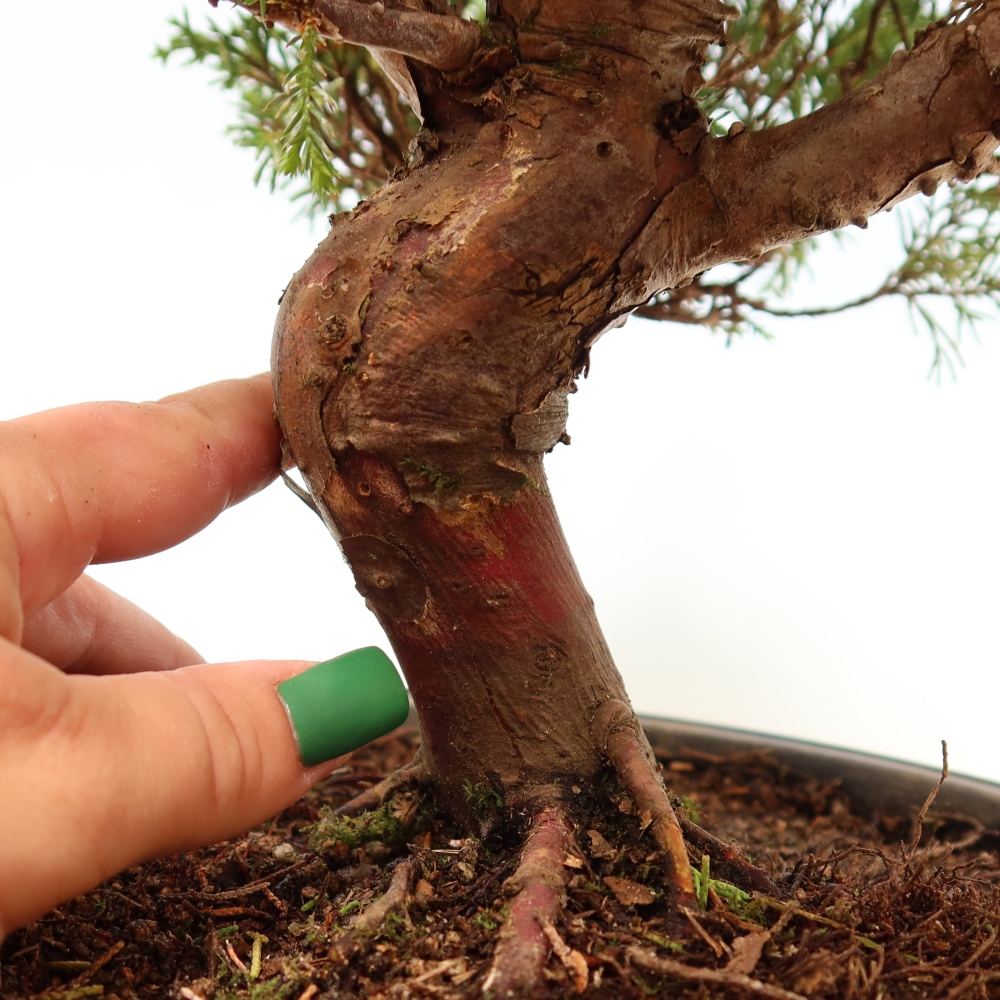 Kültéri bonsai - Juniperus chinensis Itoigawa-Juniperus chinensis