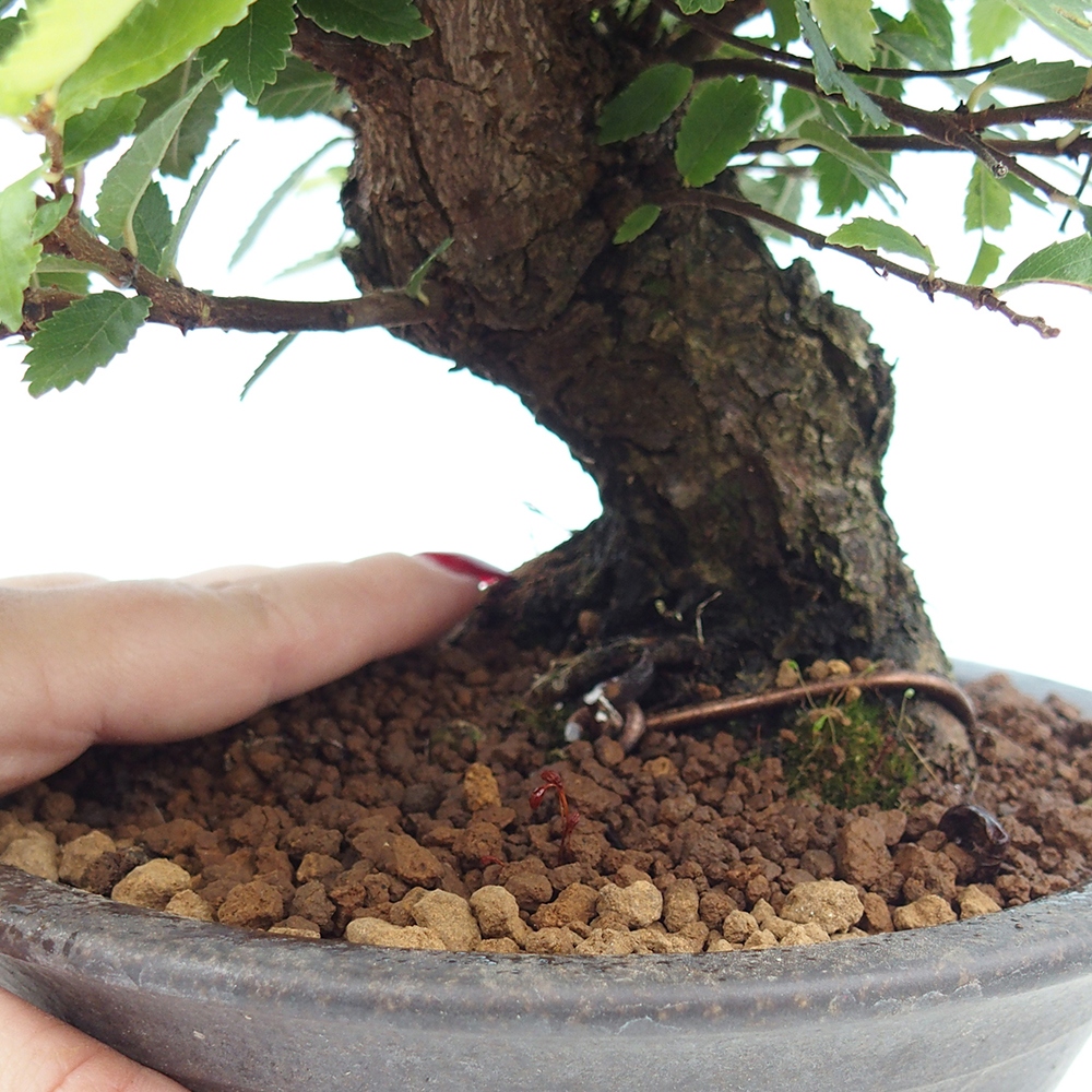 Kültéri bonsai - Zelkova - Zelkova NIRE