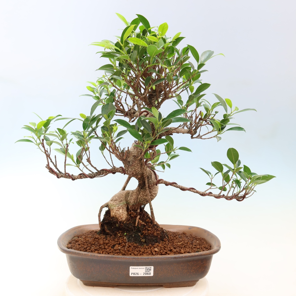 Szobai bonsai - Ficus kimmen - kislevelű fikusz