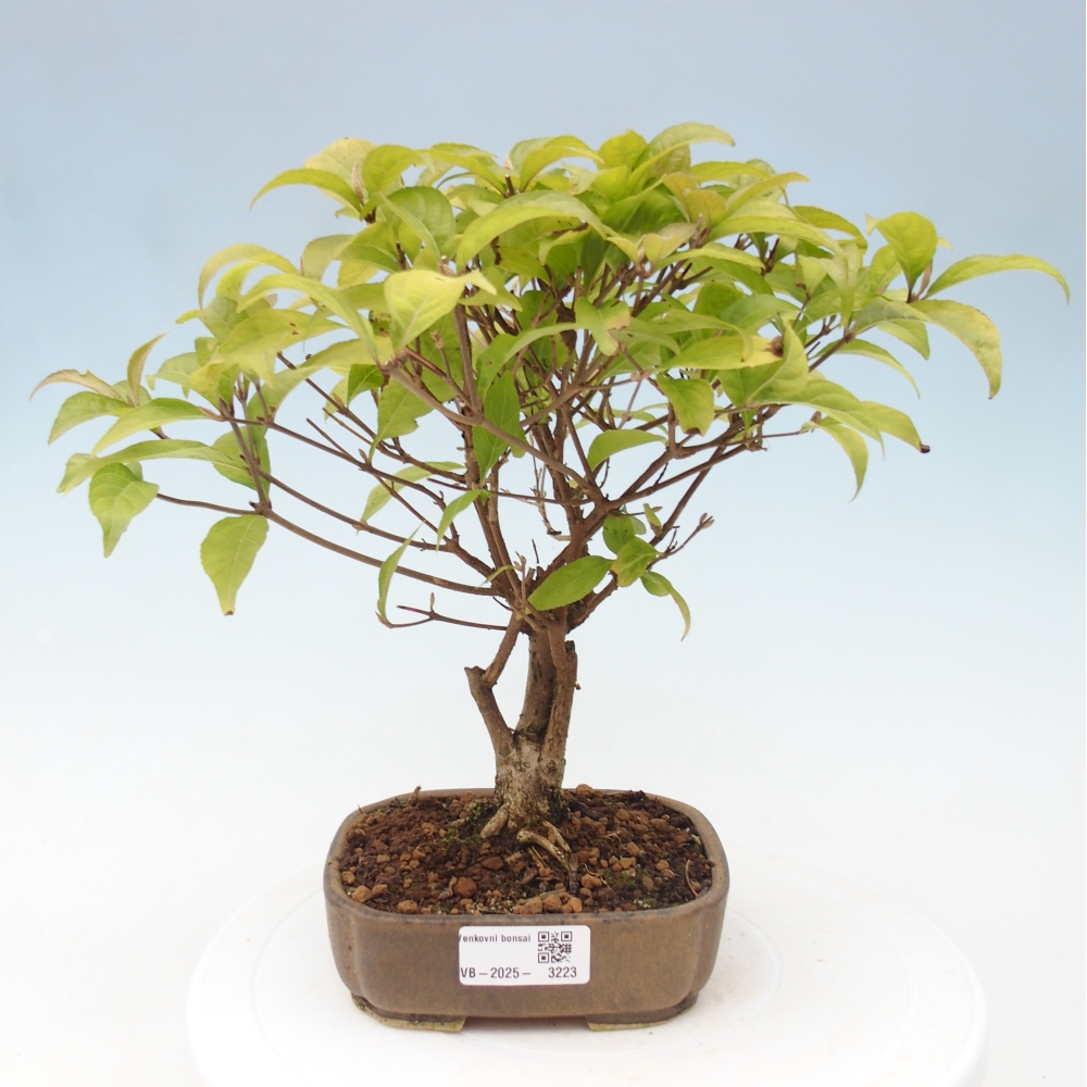 Kültéri bonsai - Callicarpa japonica