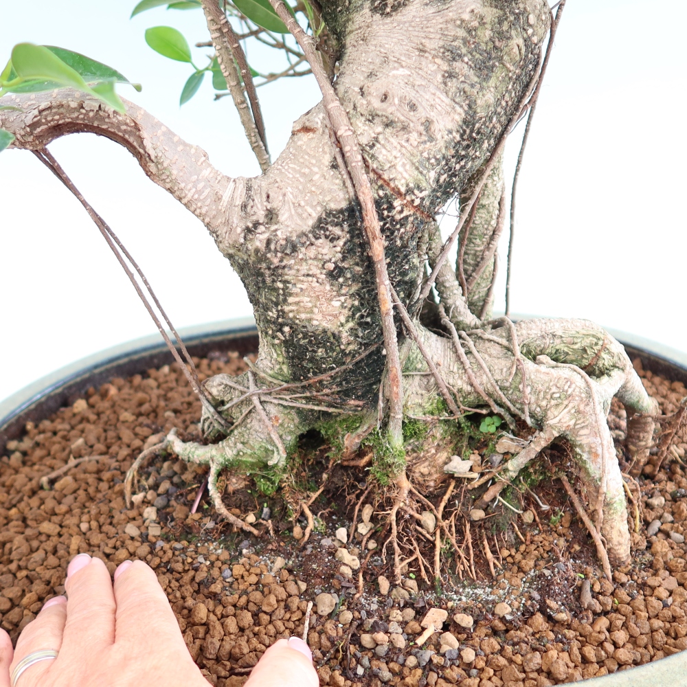 Szobai bonsai - Ficus kimmen - kislevelű fikusz