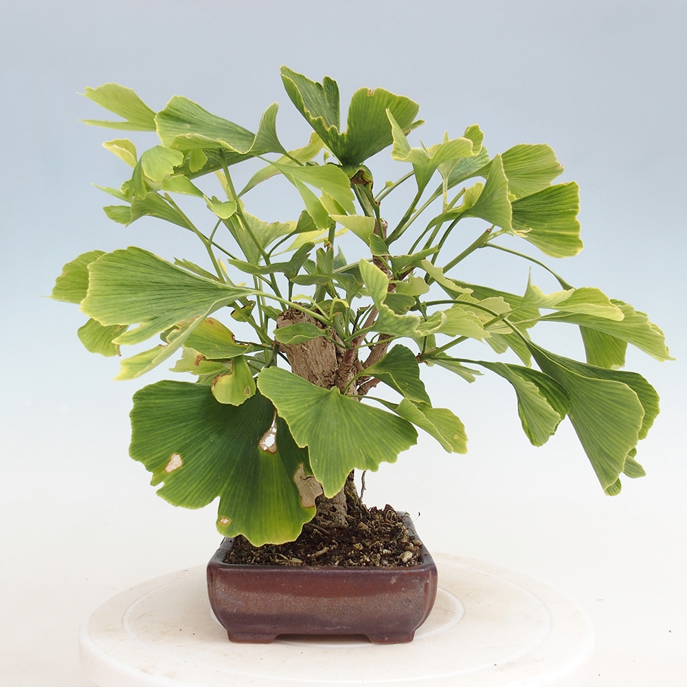 Kültéri bonsai - Ginkgo biloba - Ginkgo biloba