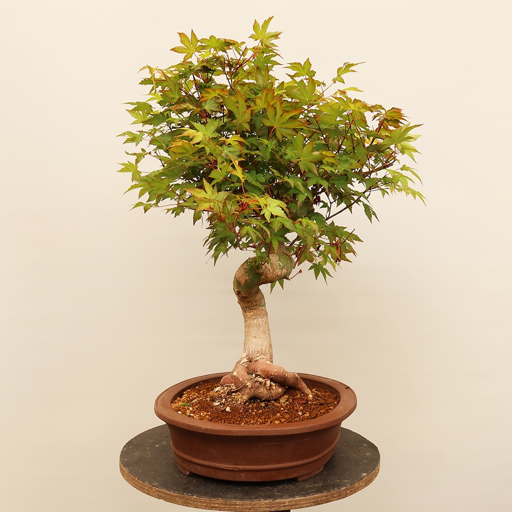Kültéri bonsai - Maple palmatum - Pálmák