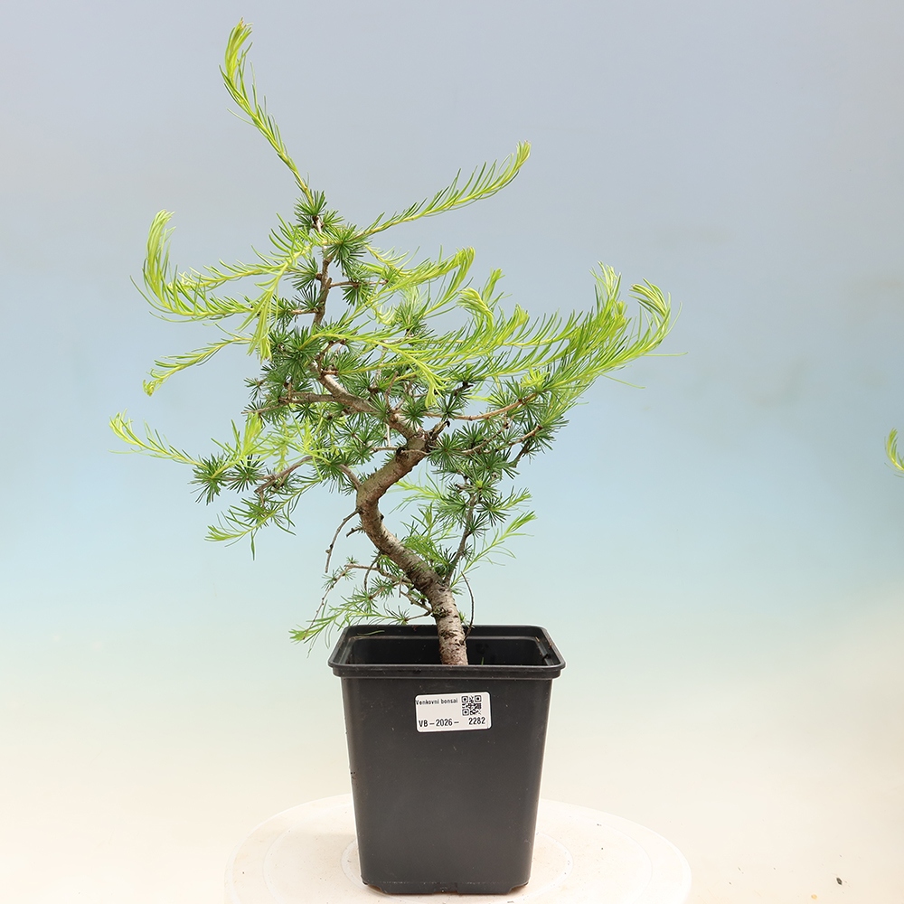 Kültéri bonsai - Larix decidua - vörösfenyő