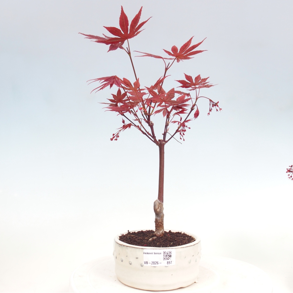 Kültéri bonsai - Acer pálma. Atropurpureum-Javor palmate