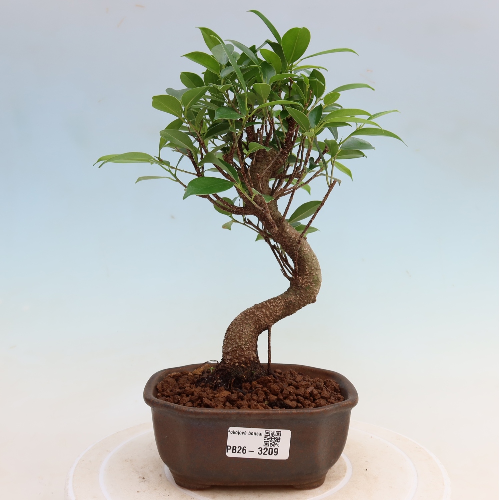 Szobai bonsai - Ficus kimmen - kislevelű fikusz