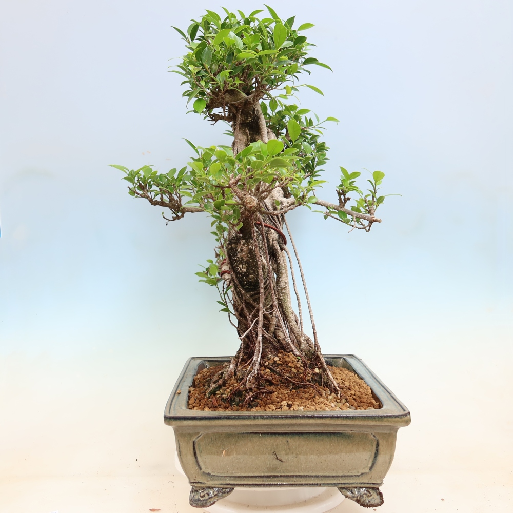 Szobai bonsai - Ficus kimmen - kislevelű fikusz