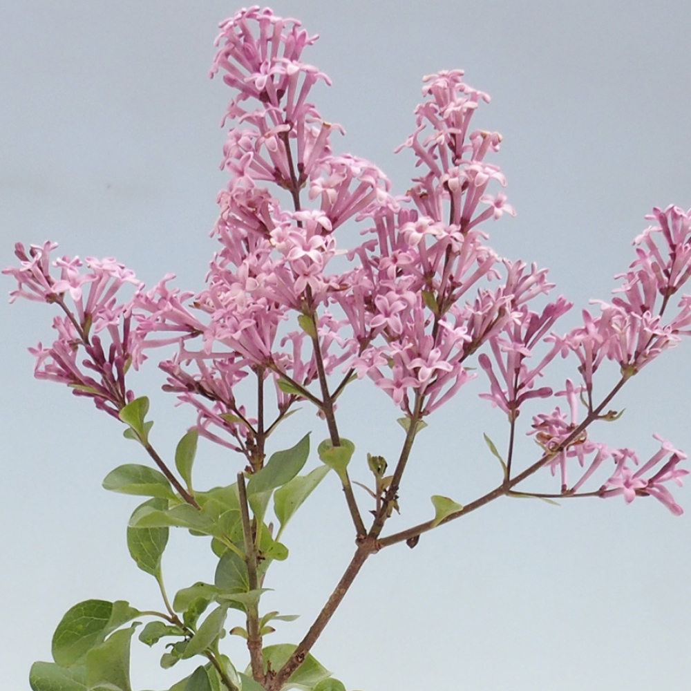 Kültéri bonsai - Syringa microphylla - kisvirágú lila