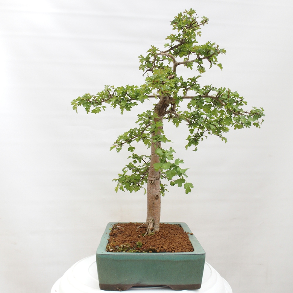 Kültéri bonsai - Galagonya - Crataegus monogyna