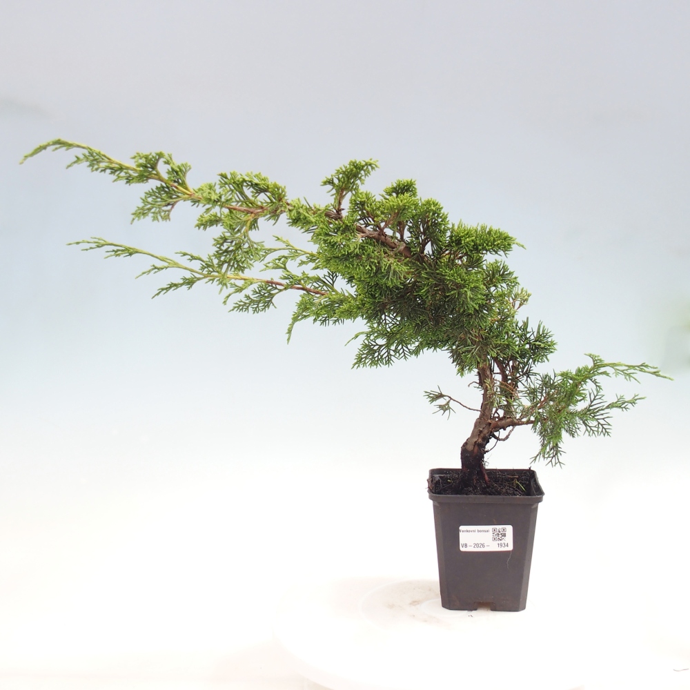 Kültéri bonsai - Juniperus chinensis Itoigawa