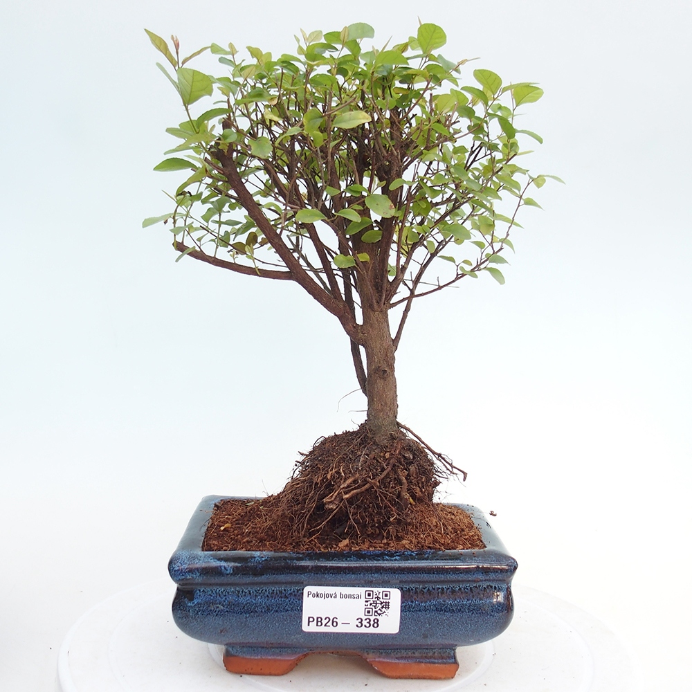 Szobai bonsai - Sageretia thea - Sageretia thea