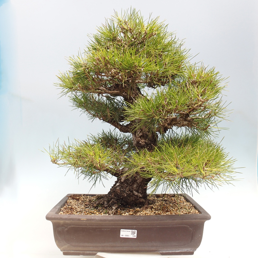 Kültéri bonsai - Pinus thunbergii - Thunberg fenyő