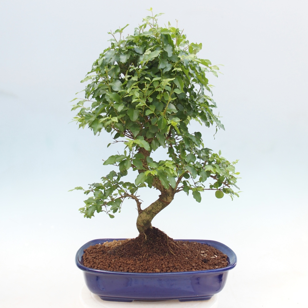 Szobai bonsai -Ligustrum chinensis - Madárcsőr