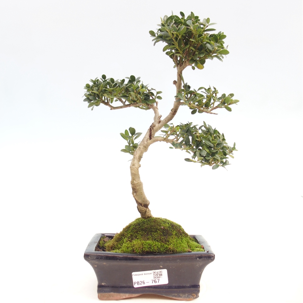 Szobai bonsai - Ilex crenata - Holly