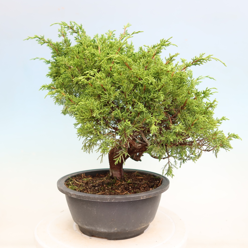 Kültéri bonsai - Juniperus chinensis Itoigawa-Juniperus chinensis