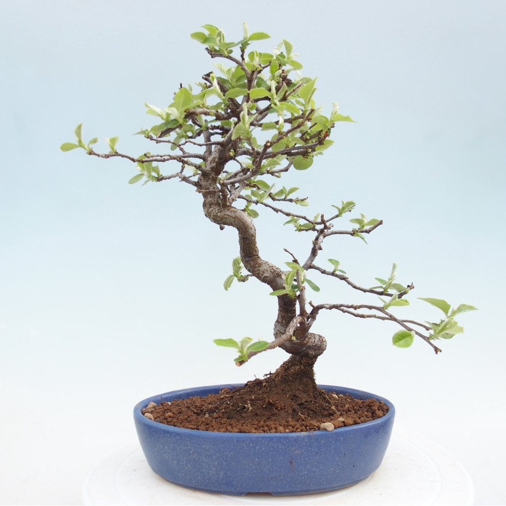 Kültéri bonsai - Chaneomeles chinensis