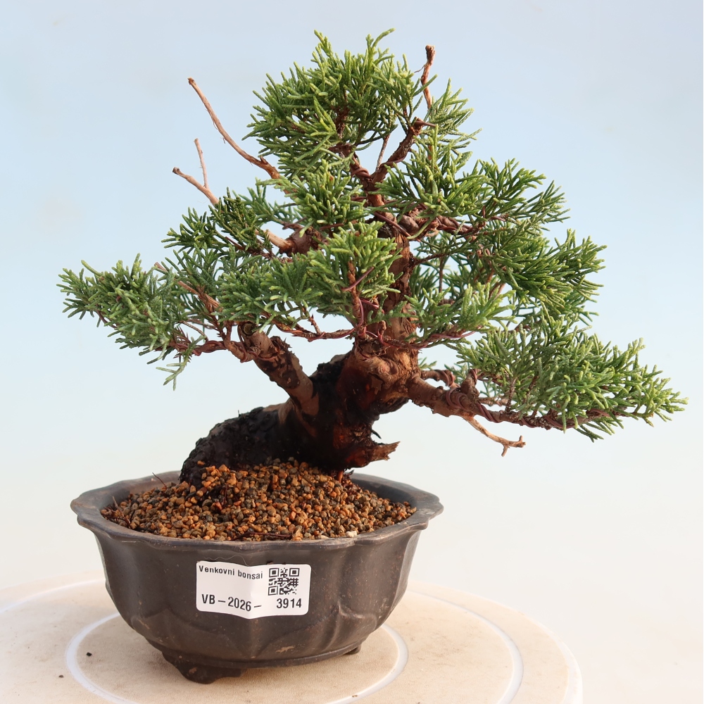 Kültéri bonsai - Juniperus chinensis Itoigawa