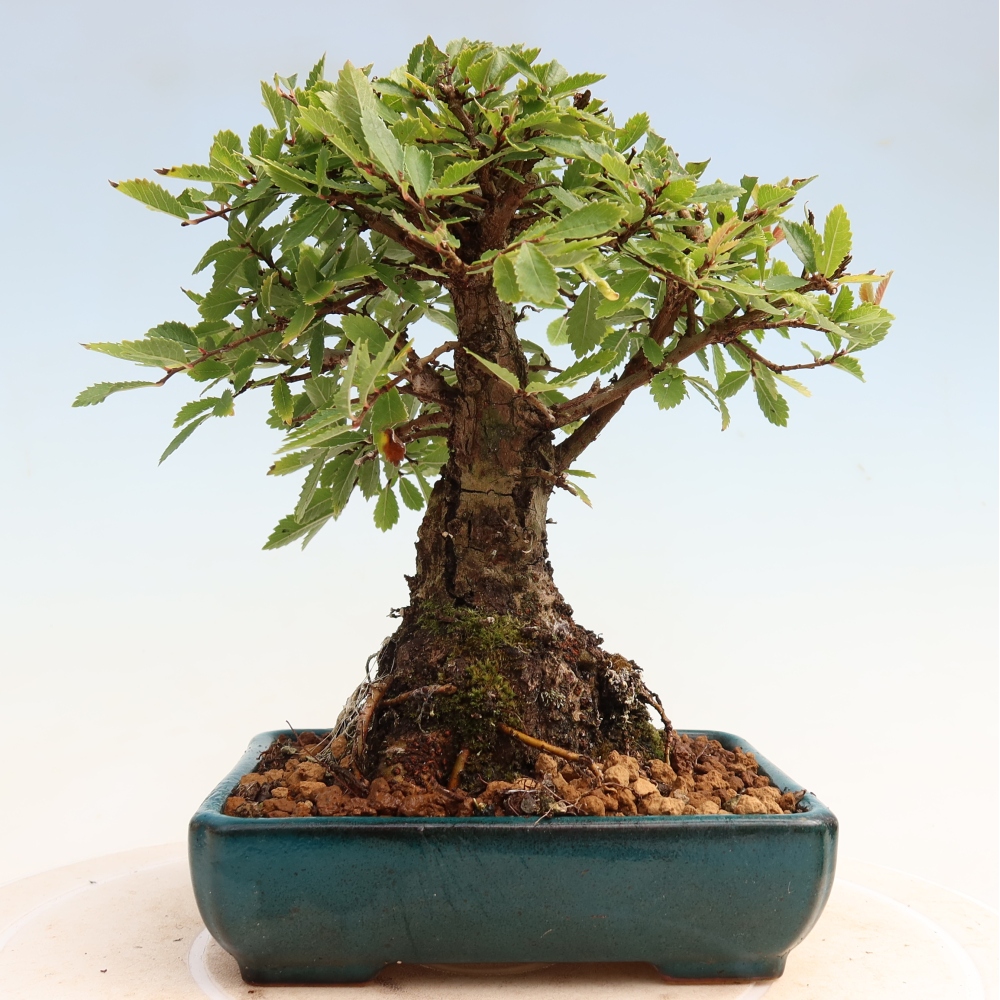 Kültéri bonsai - Zelkova - Zelkova NIRE