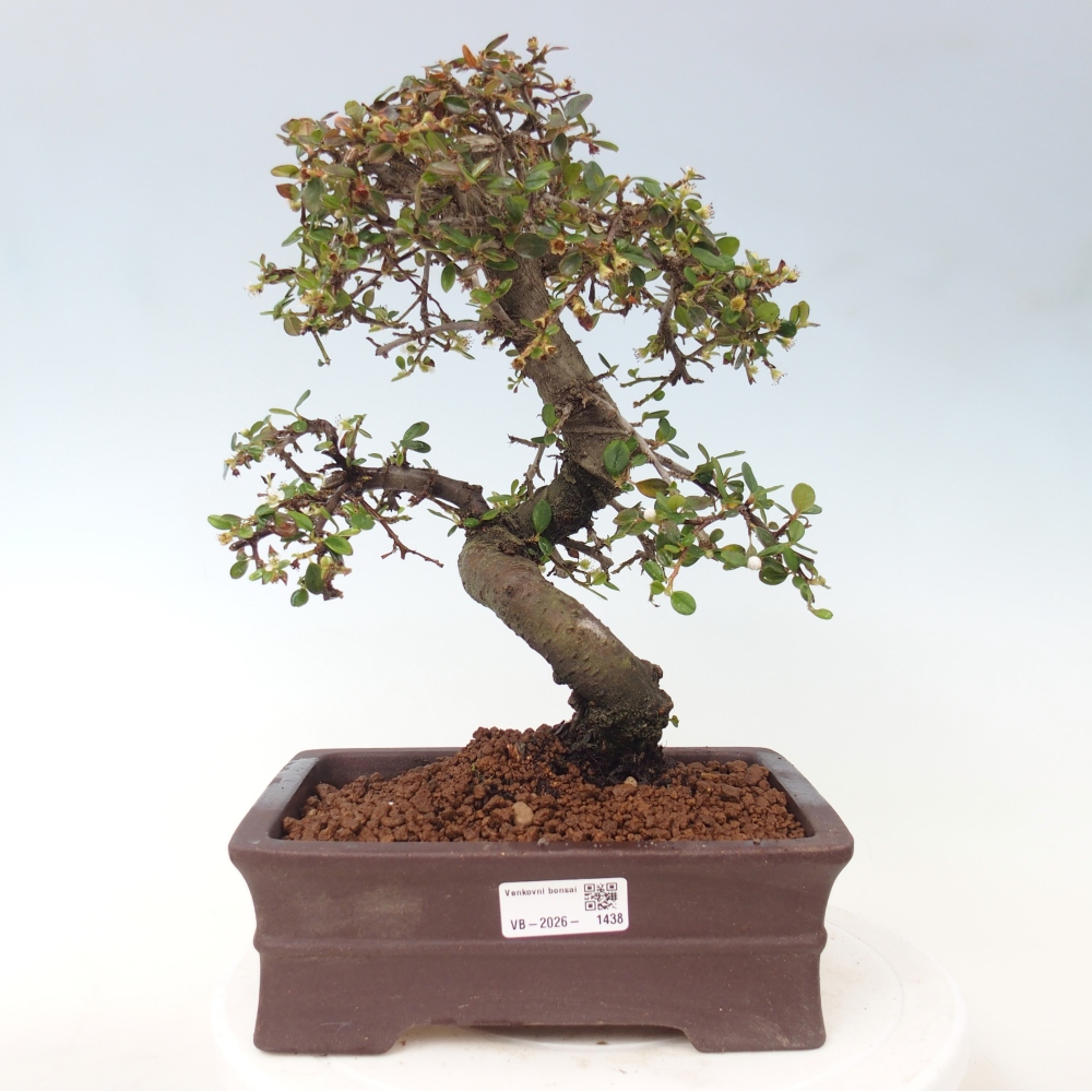 Kültéri bonsai-Cotoneaster dammeri - Damer's Rock