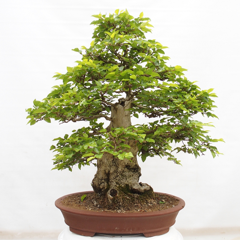 Kültéri bonsai -Carpinus CARPINOIDES - Koreai gyertyánfa