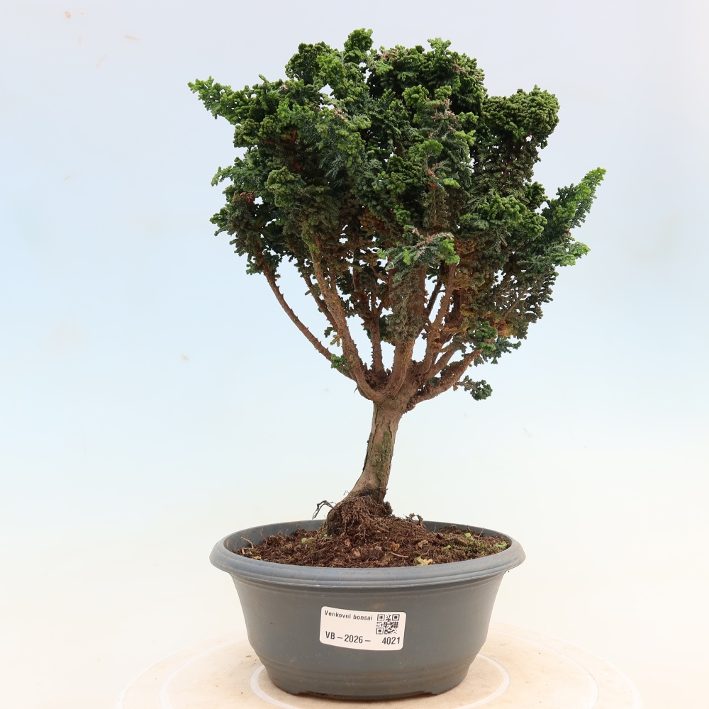 Kültéri bonsai - Cham. obtusa SEKKA HINOKI - Cifra ciprus
