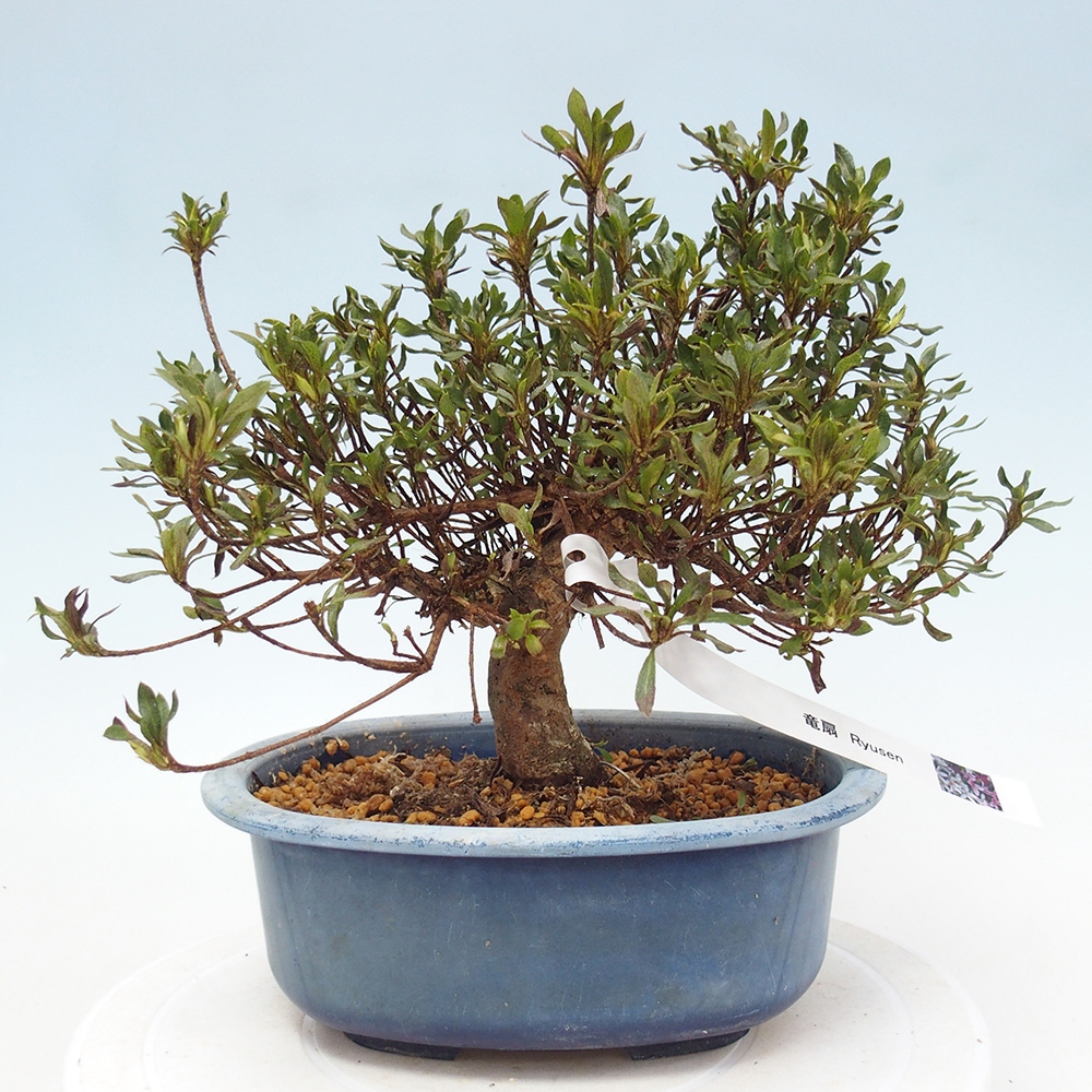 Kültéri bonsai - Japán azálea - Azalea Ryusen
